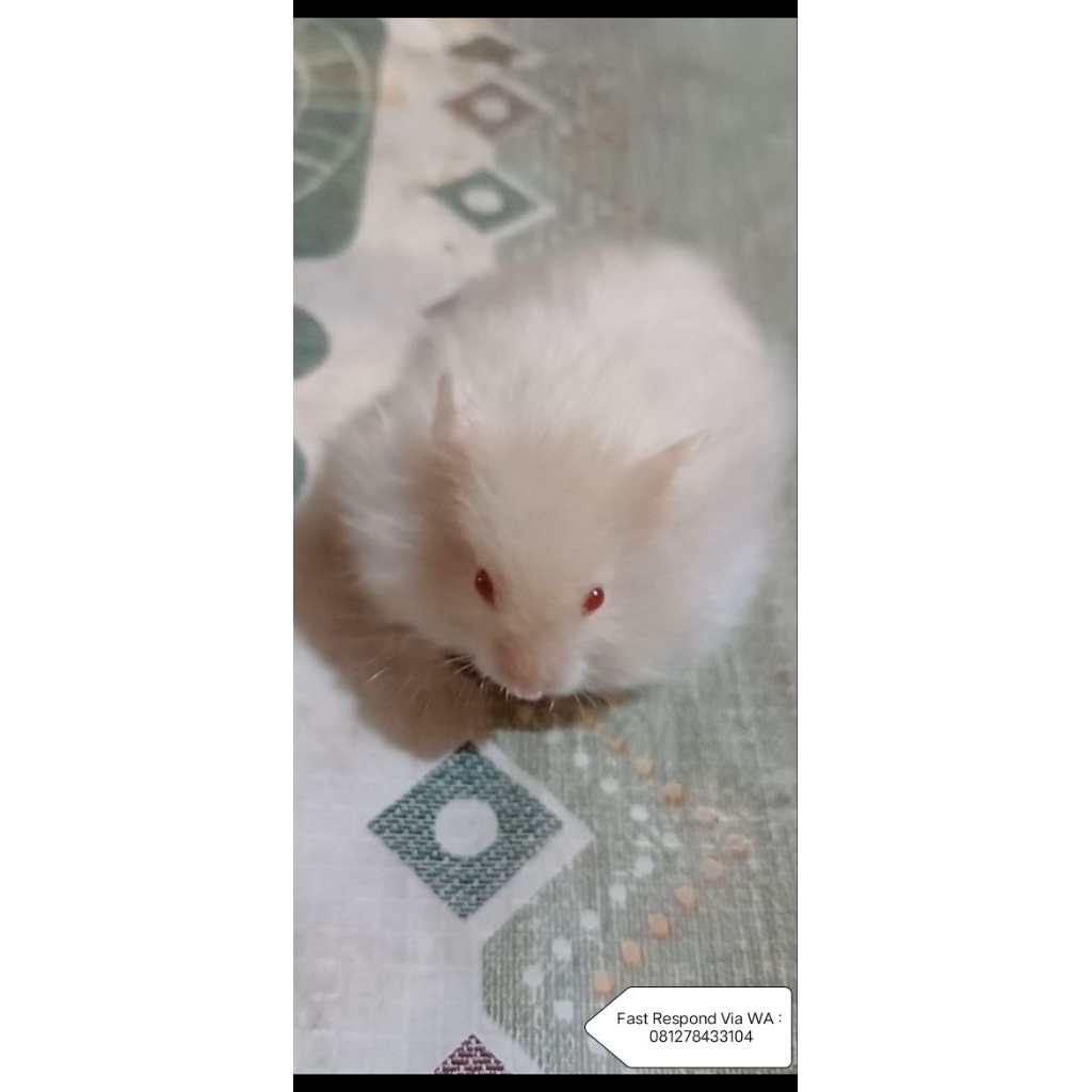 Hamster Syrian Satin