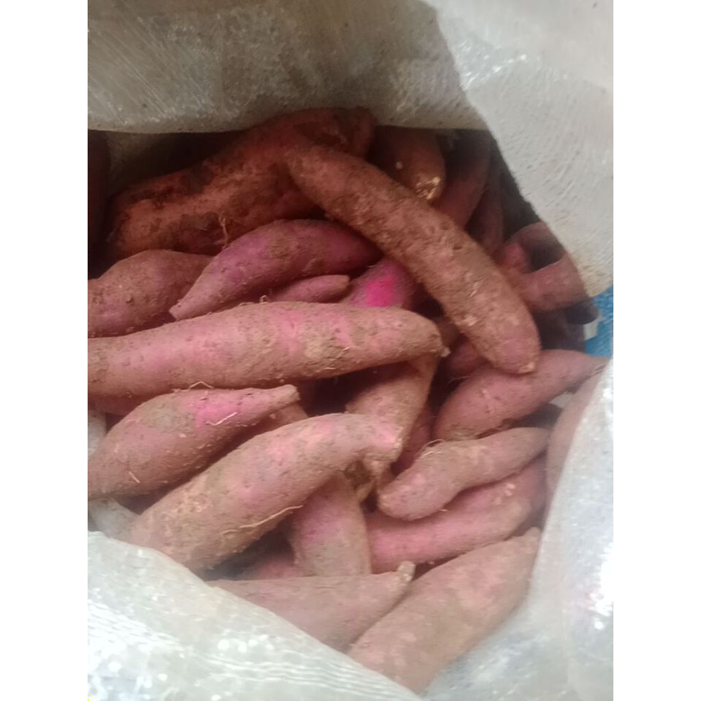 

ubi merah ukuran kecil 500 gram