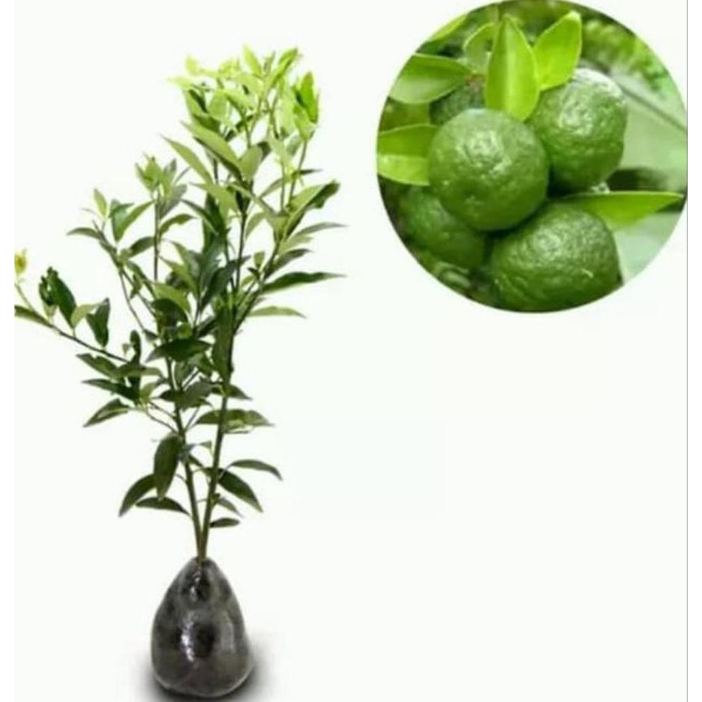 

BIBIT JERUK LIMAU OKULASI CEPAT BERBUAH ( jeruk sambal ) / JERUK LIMAU