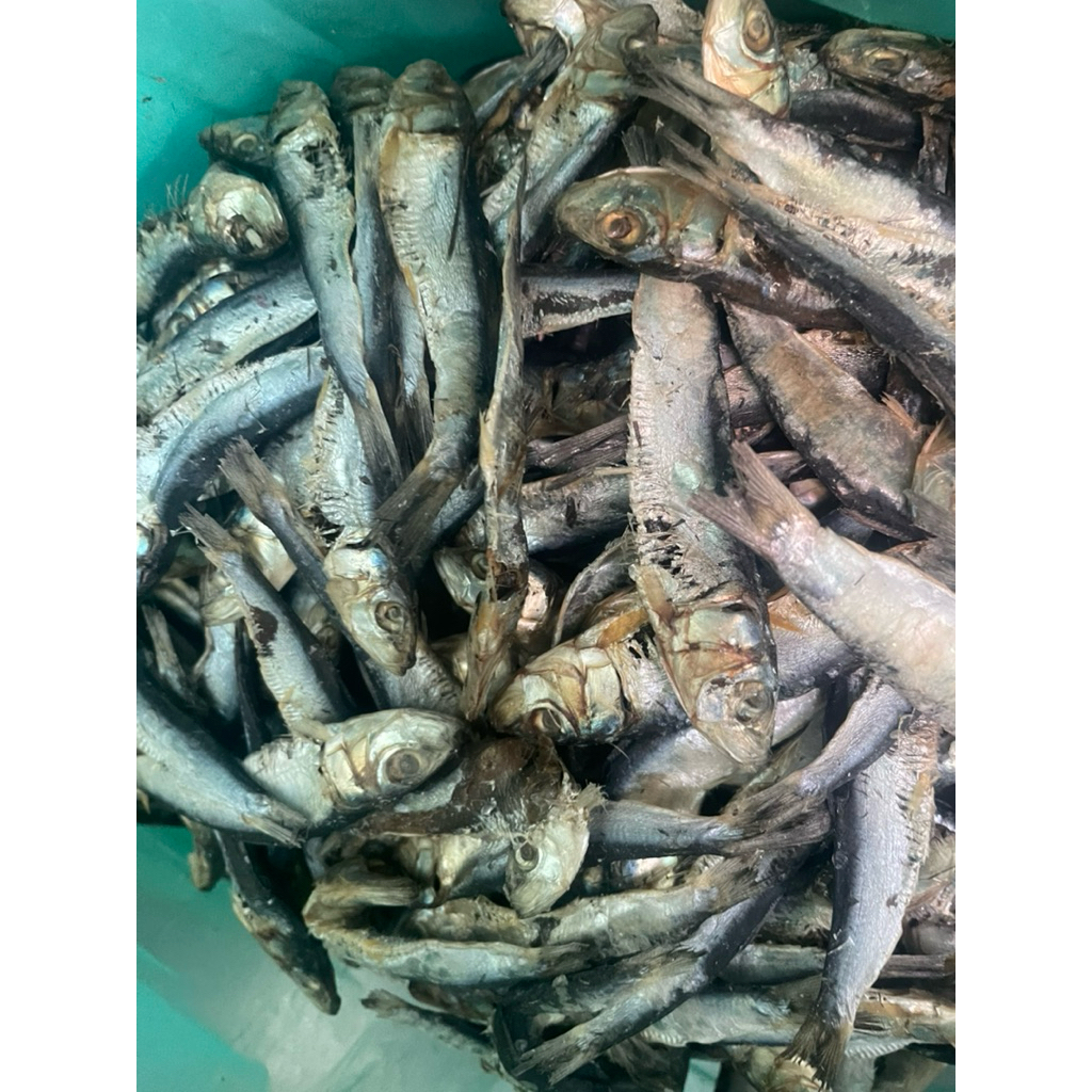 

Ikan asin pedo,Gurih lezat
