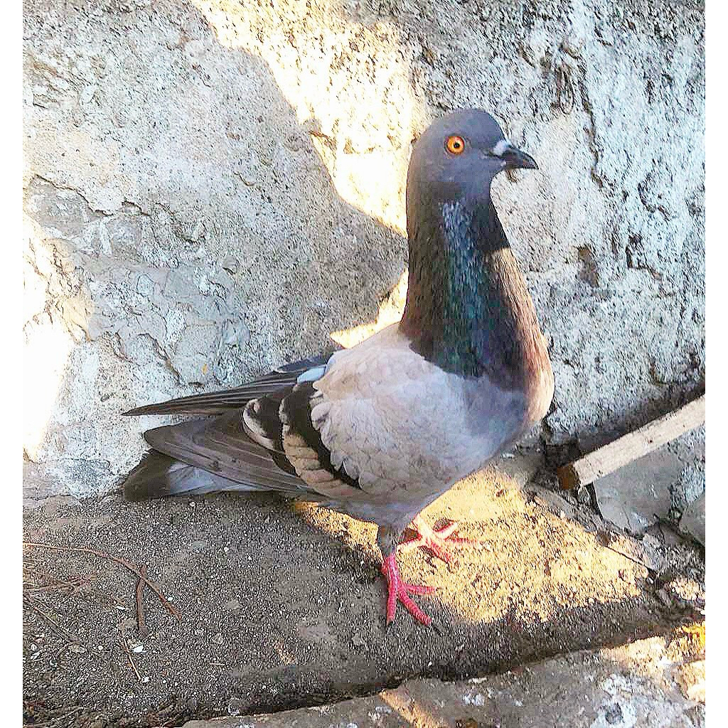 merpati megan sepasang