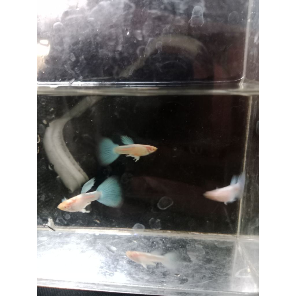Guppy Albino skyblue
