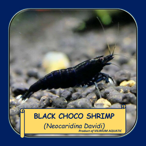 UDANG HIAS AQUASCAPE - UDANG BLACK CHOCO / UDANG HIAS BLACK CHOCO (UDANG AQUASCAPE)
