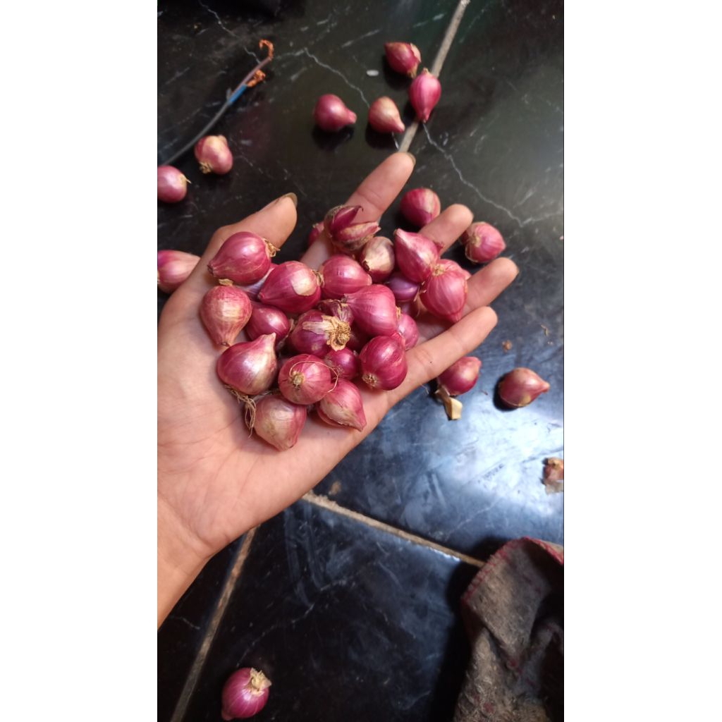 

Bawang Merah Thailand Ukuran Campur (Super, Tanggung, Kecil)