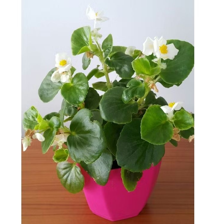 Tanaman Hias Begonia Gantung/bibit tanaman hias gantung begonia