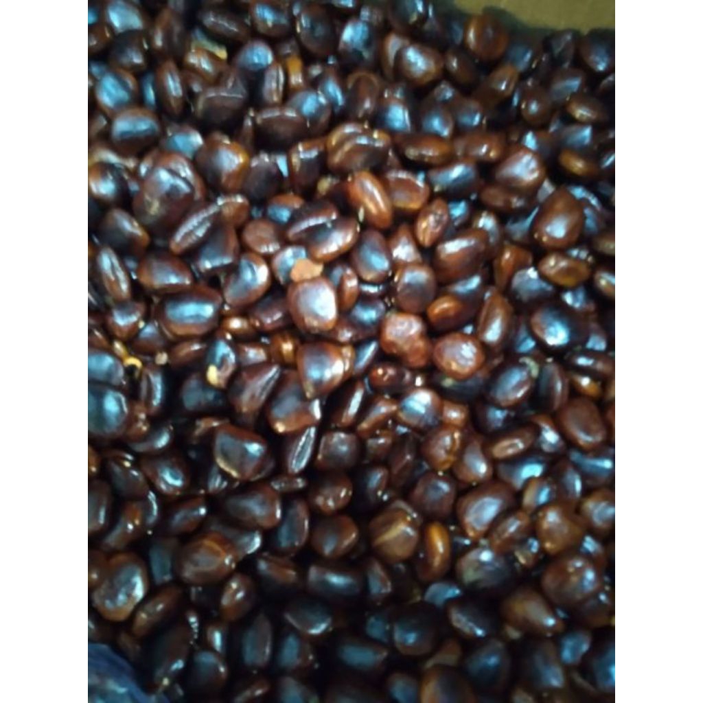 

biji asam jawa 1 kg siap semai