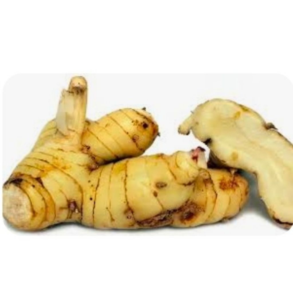 

lengkuas /laja fres bumbu masakan