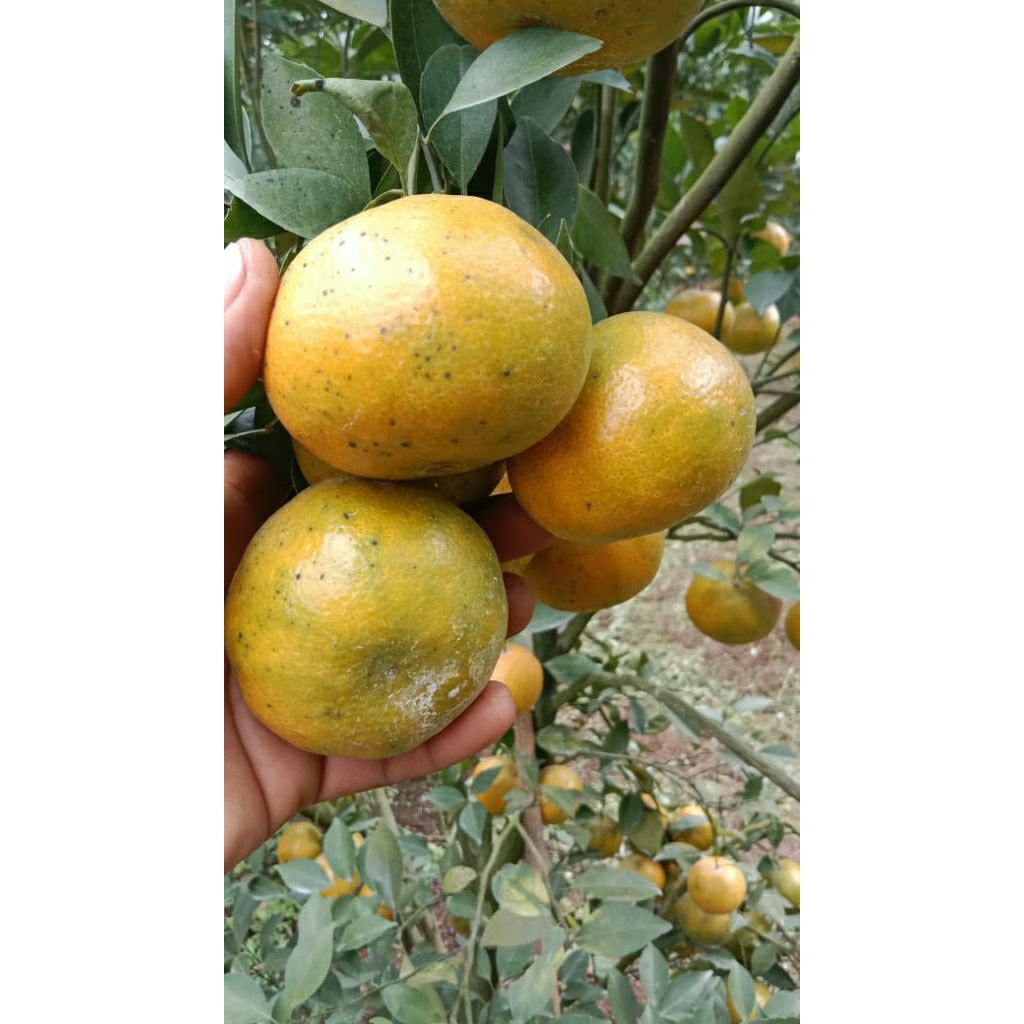 

JERUK SIAM MADU MALANG BATU 1 KG JERUK MANIS SIAM MADU ASLI DARI KOTA BATU MALANG