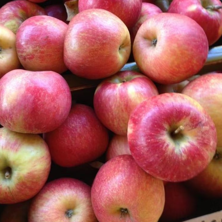 

INSTAN KOTA JAMBI Buah Apel 500gr