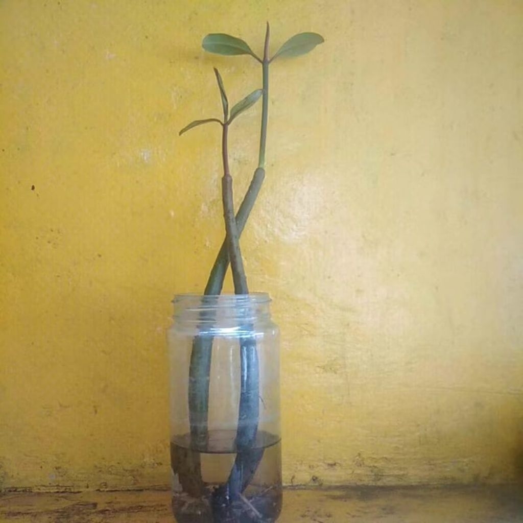 BIBIT BAKAU MERAH / TANAMAN MANGROVE