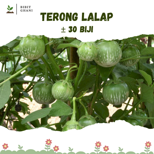 30 Biji Terong Lalap Terong Hijau Unggul "Dadali"