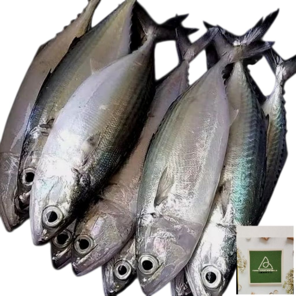 

Ikan Kembung Banjar Segar Seafoood Hasil laut Segar 1 kg