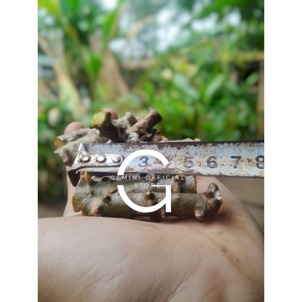 

batrrawali batang segar Brotowali Patrawali Segar panjang 5 cm asli segar untuk sapih anak {GOS}