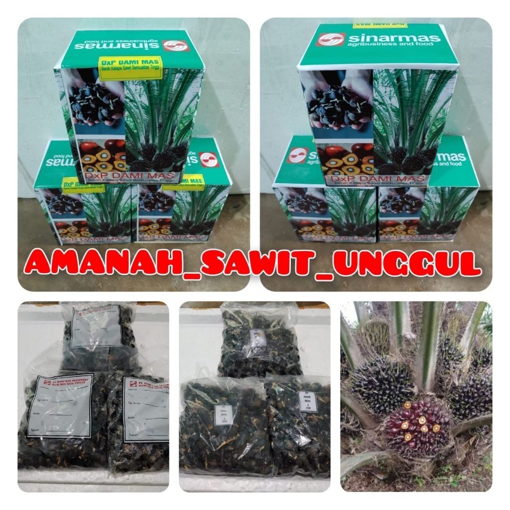 COD termurah bibit kecambah sawit DxP DAMI MAS KUALITAS UNGGUL