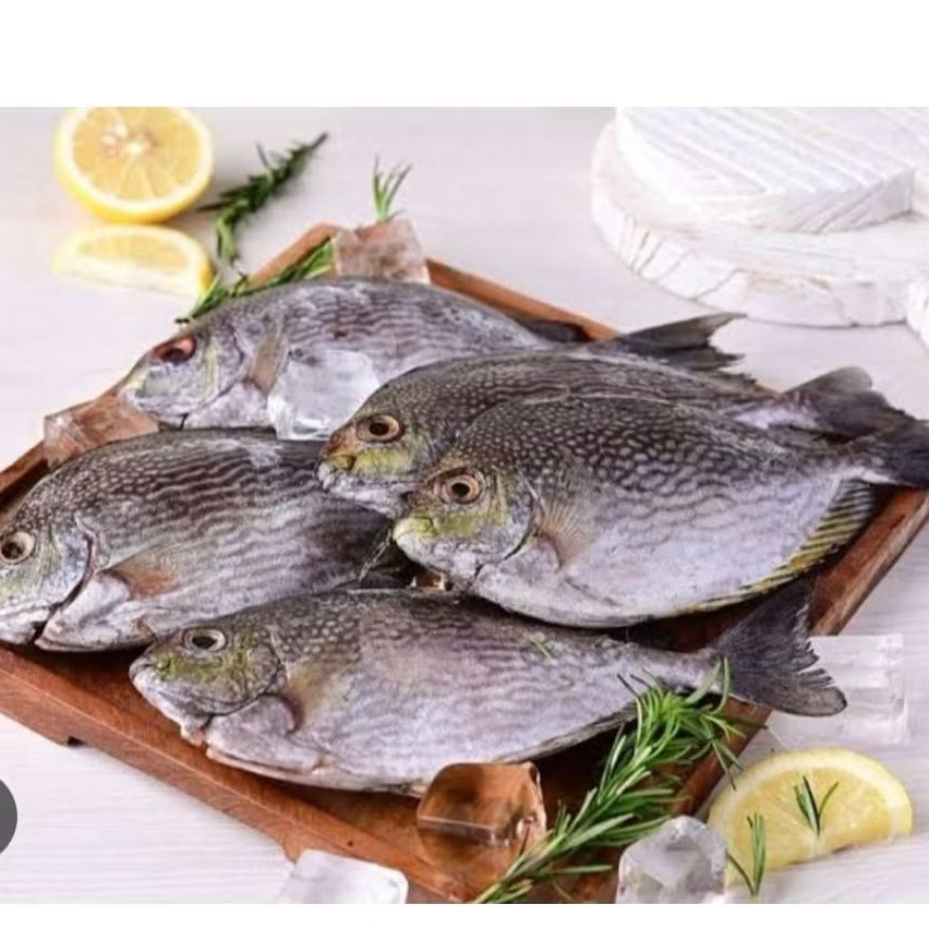 

Ikan Baronang Segar 1 kg