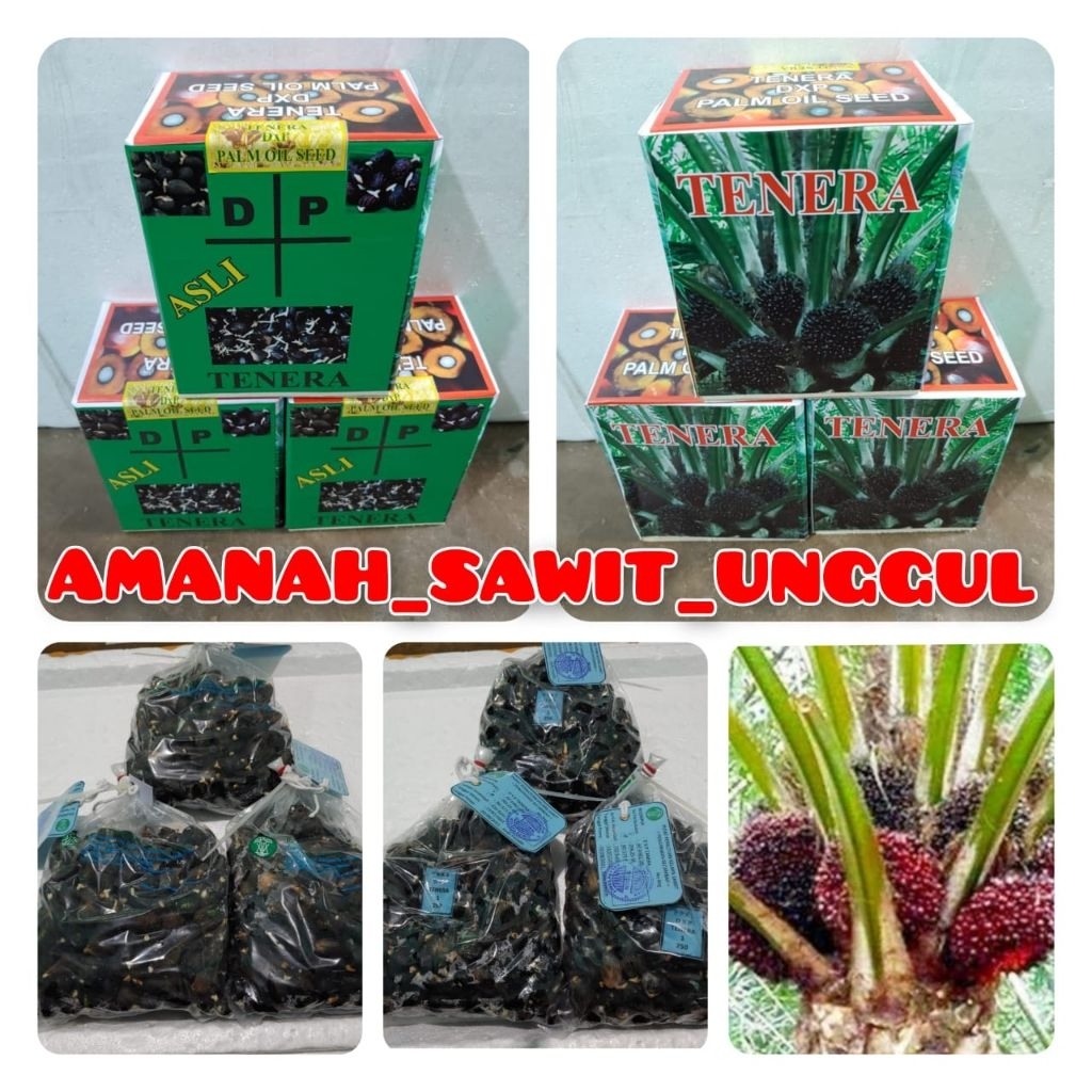 COD termurah bibit kecambah sawit DxP TENERA KUALITAS UNGGUL