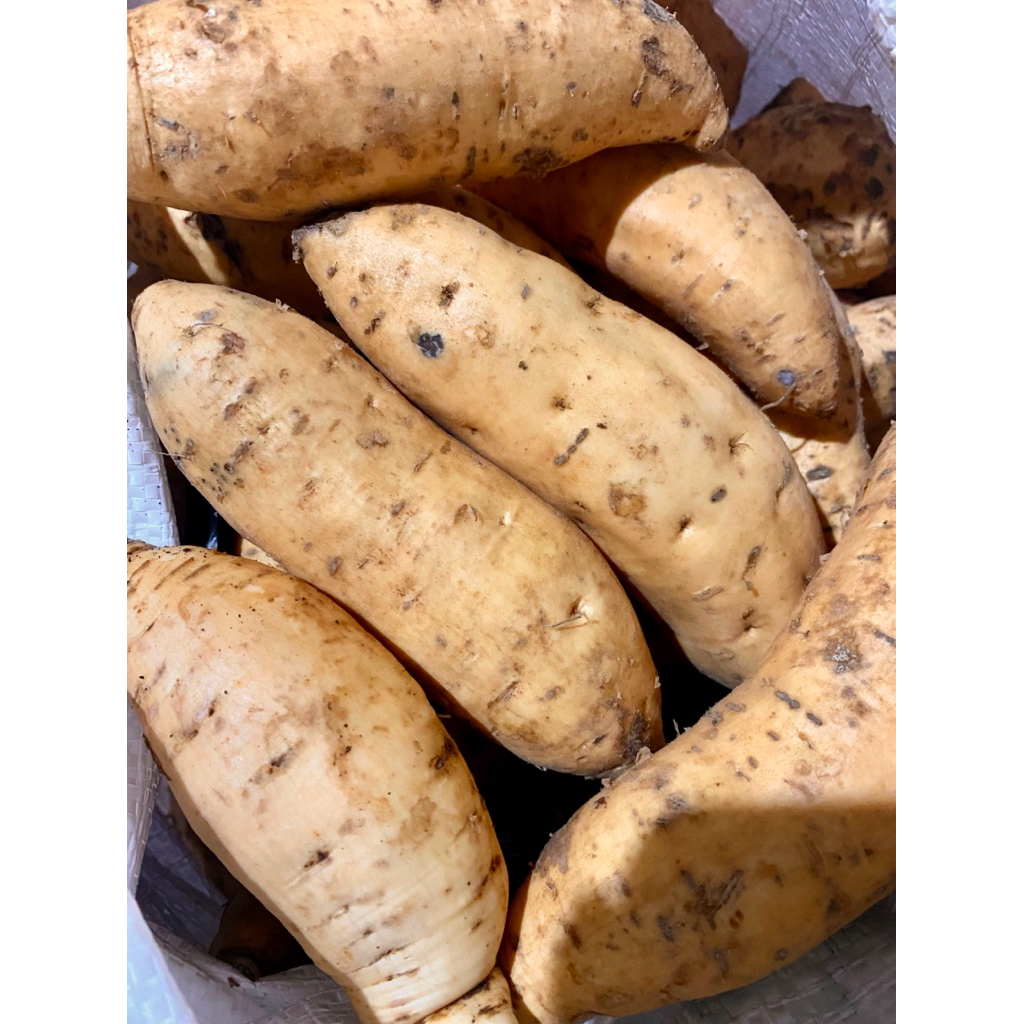 

UBI madu CILEMBU ASLI//1000g-1kg//Grade A