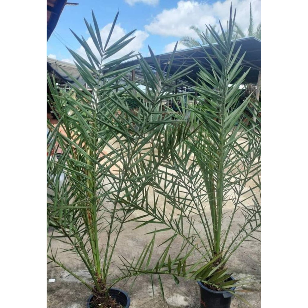 Bibit Kurma Kultur Jaringan 2 tahun