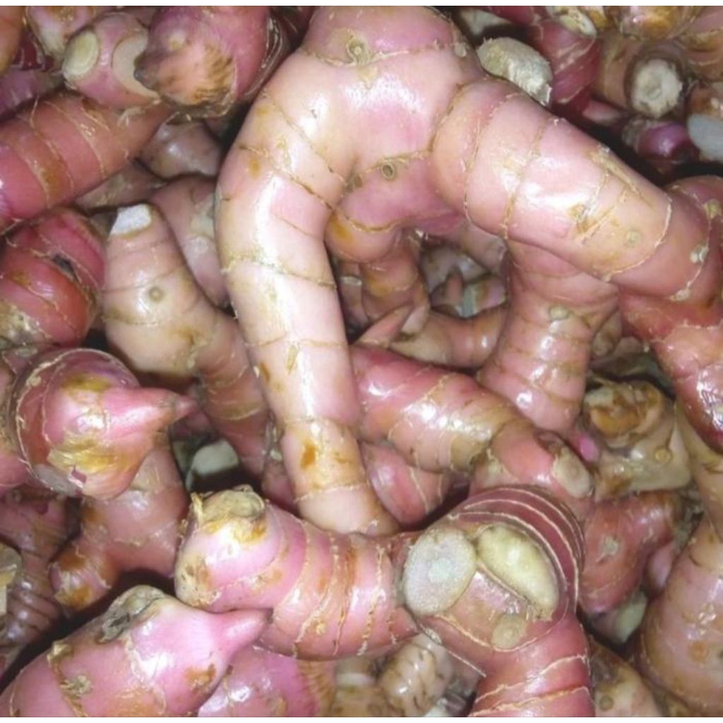 

Lengkuas/laos bumbu masak rempah 500 gram