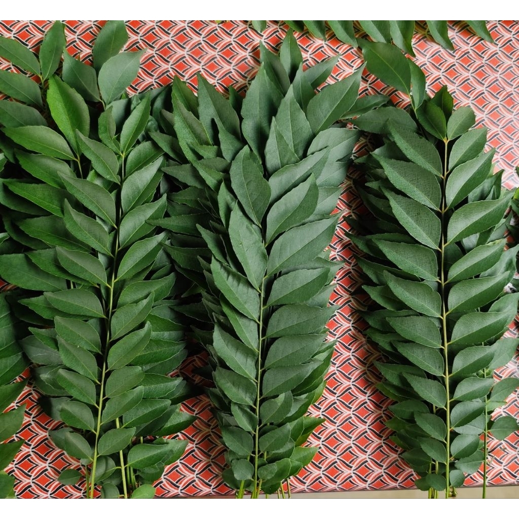 

Daun Kari Asli Segar (1 Tangkai) Fresh Dipetik / Daun Kare / Curry Leaf / Daun Salam Koja / Bumbu Kari - Bumbu Gulai