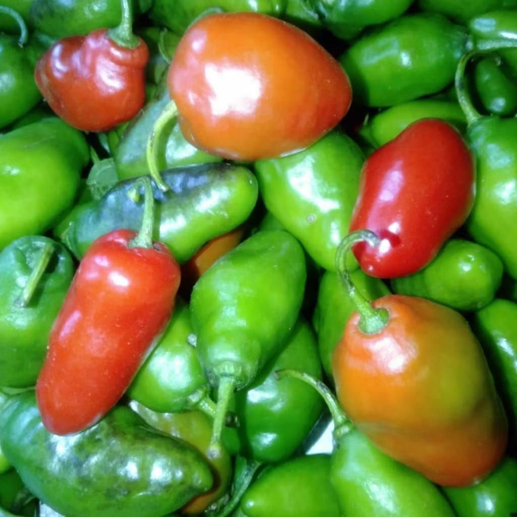 

cabe gendot viral khusus luar p jawa free BUBLEWRAP