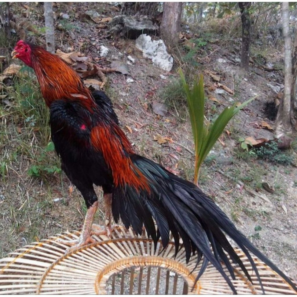 

Telur Ayam Bangkok Wiring Galih Ekor Lidi fertil Buat ditetaskan