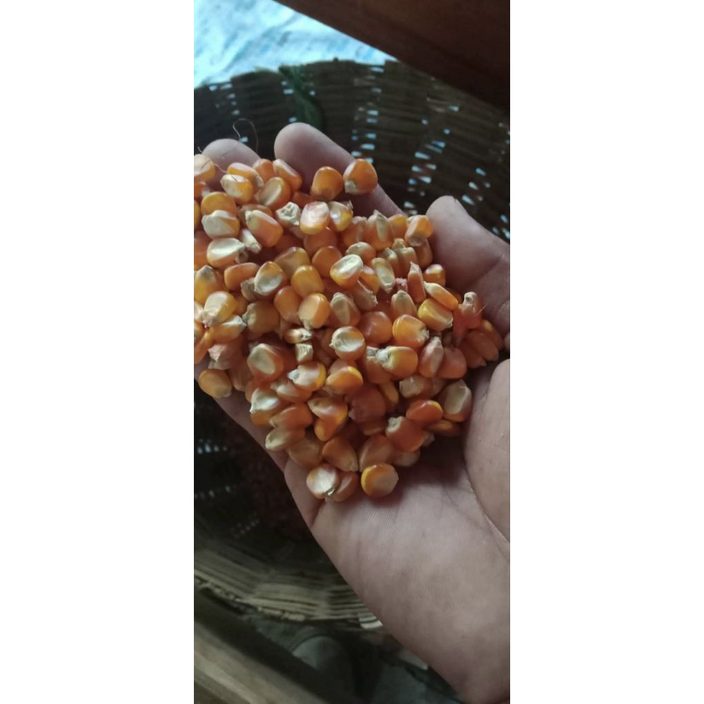 jagung pakan ternak super
