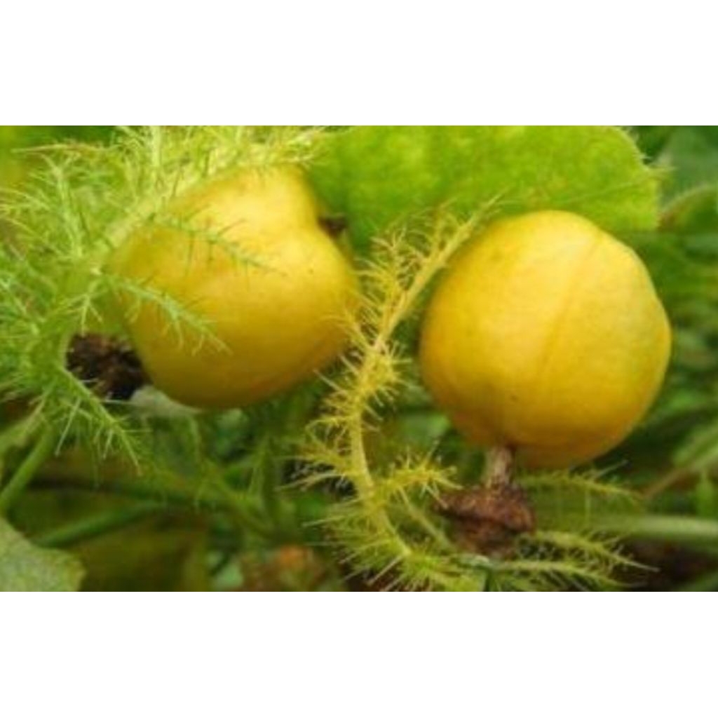 

Buah rambuasa ataw buah seletup buah eksotis