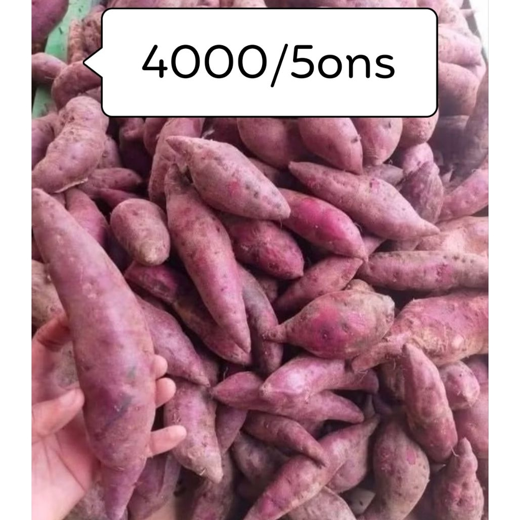 

Ubi Ungu ukuran standart Dengan antioksidan tinggi cegah kanker 500 gram