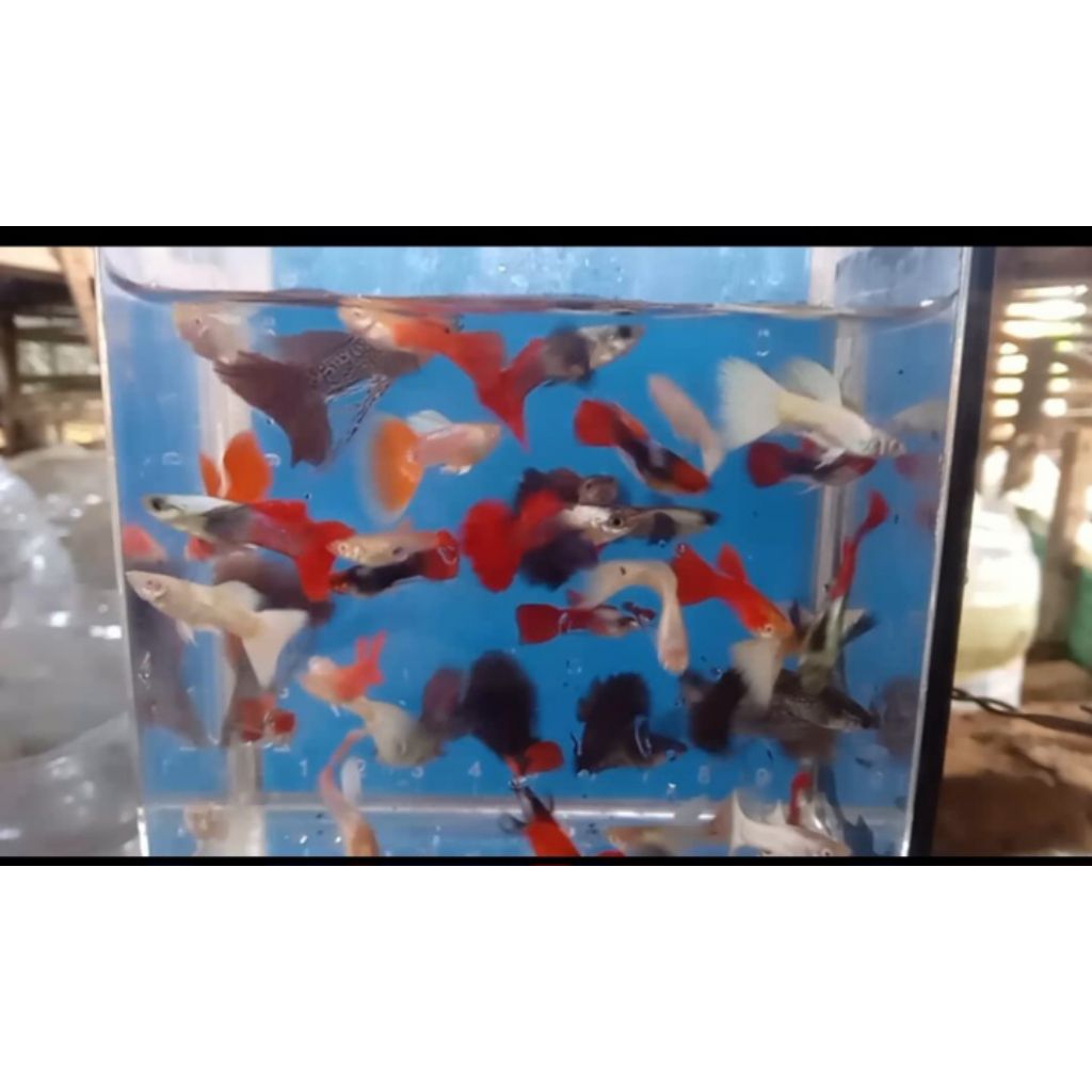ikan guppy yellow short body