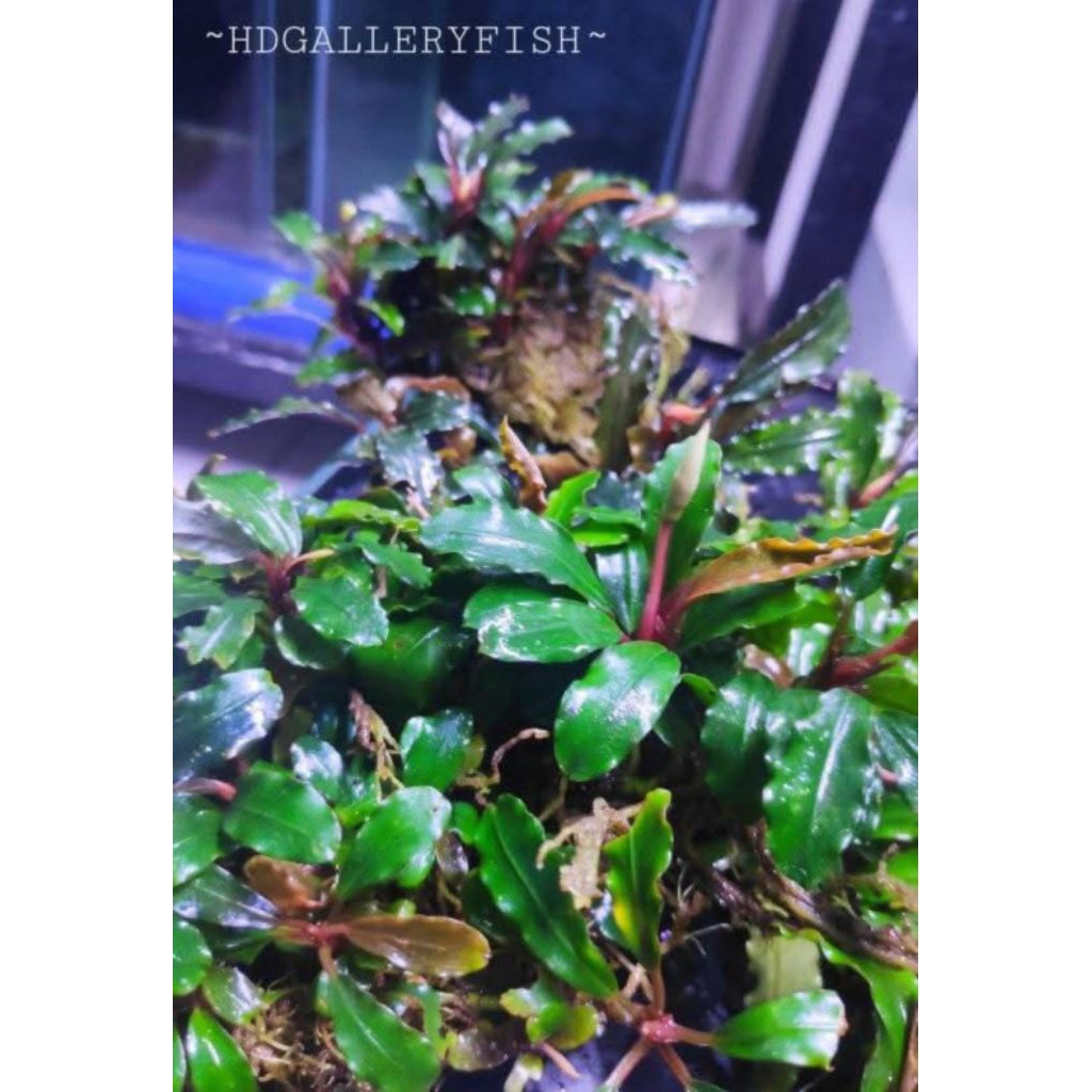 bucephalandra medium