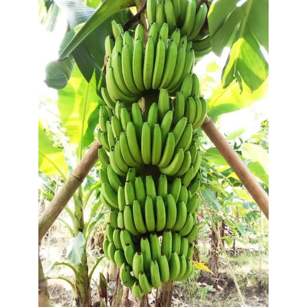 

Promo beli 5 gratis 1 pisang Cavendis dari kultur jaringan mudah perawatannya manis dan lezat rasanya