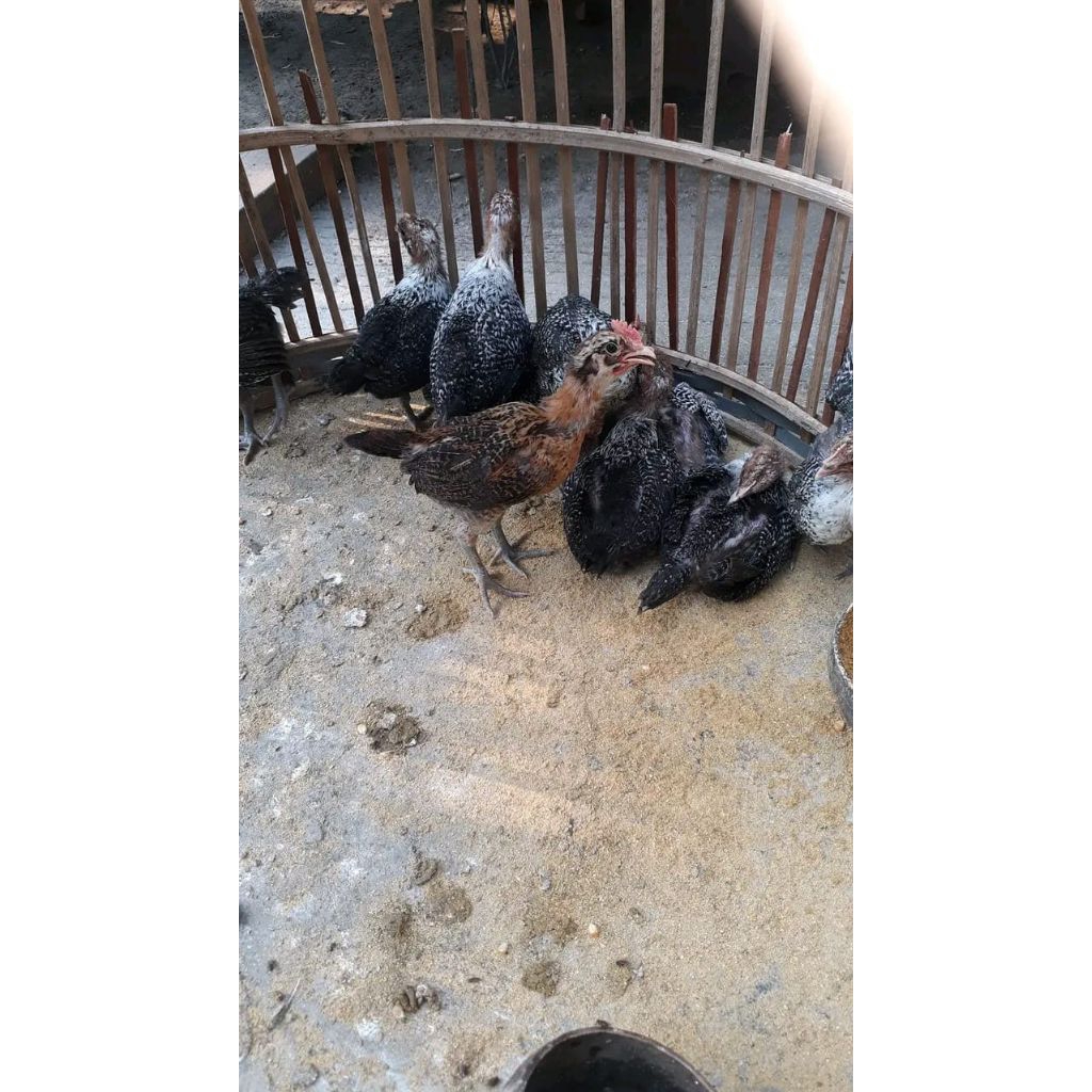 AYAM ARAB PETELUR UMUR 1 BULAN SETENGAH BETINA
