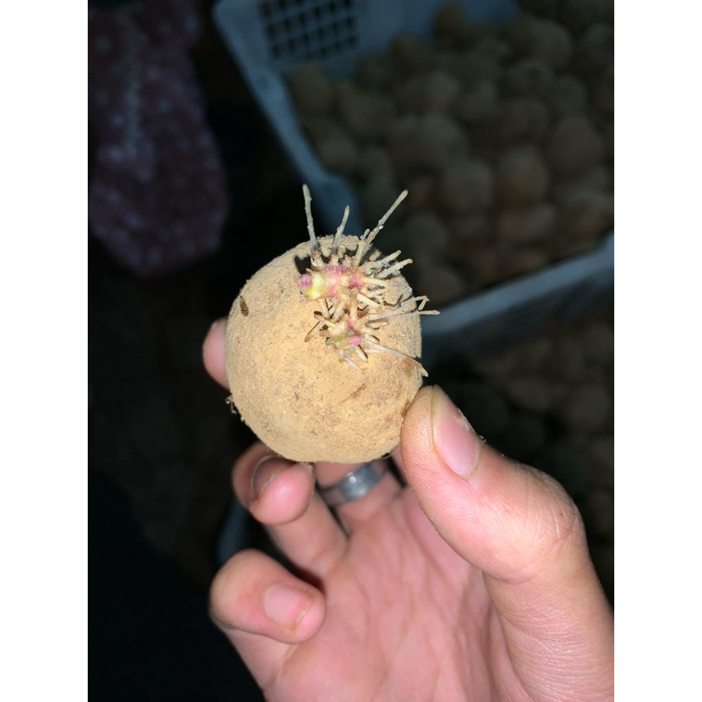 

bibi kentang Dieng G1 gren L MZ