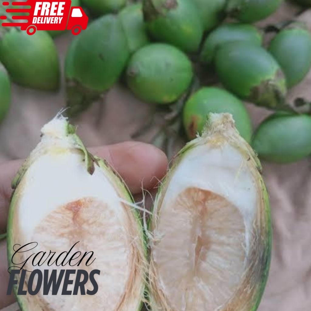 

BUAH PINANG MUDA SEGAR BUAH JAMBE BARU PETIK SATUAN