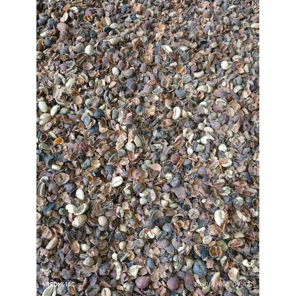 

Pixel Kopi Robusta 36