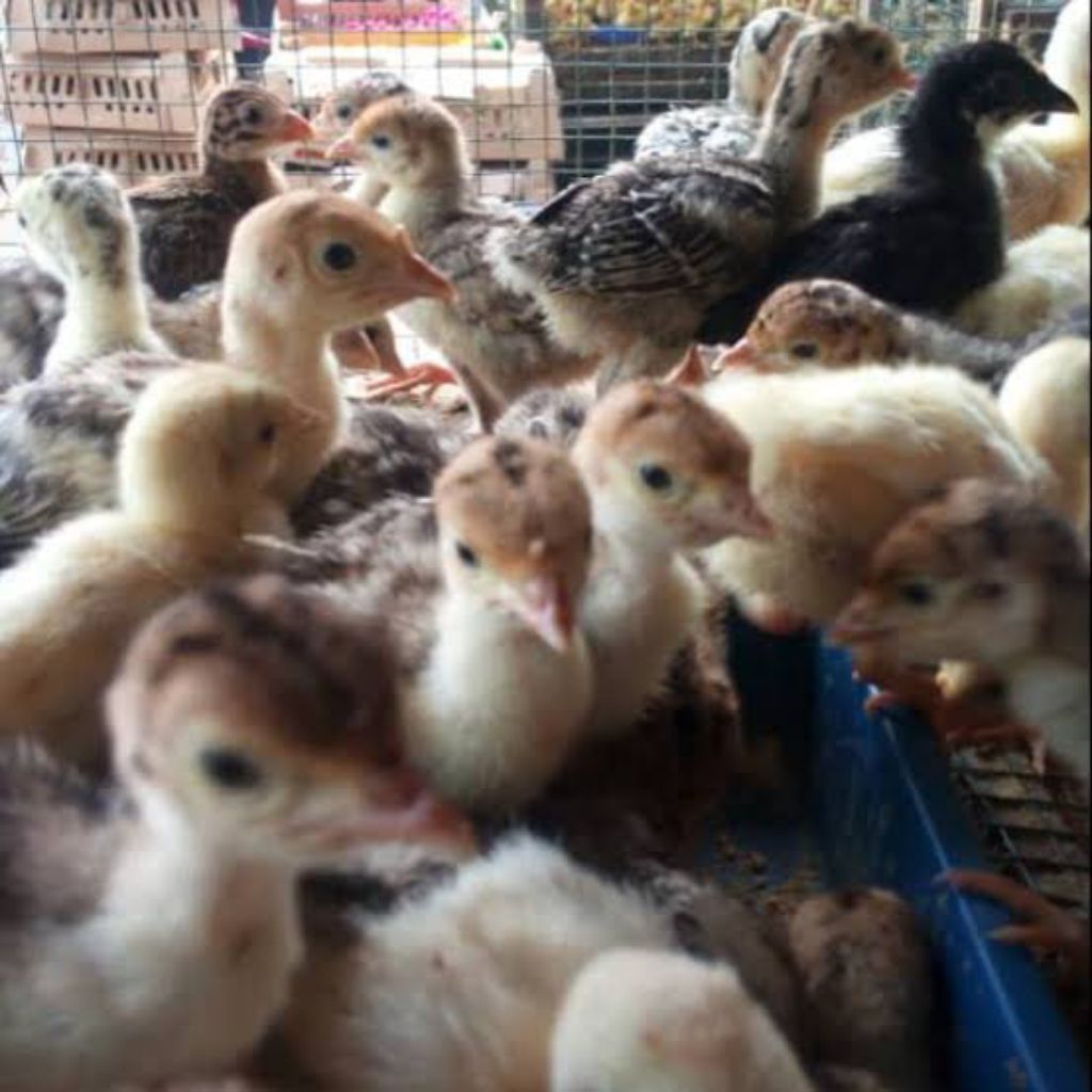 AYAM KALKUN ANAKAN UMUR 1 MINGGU