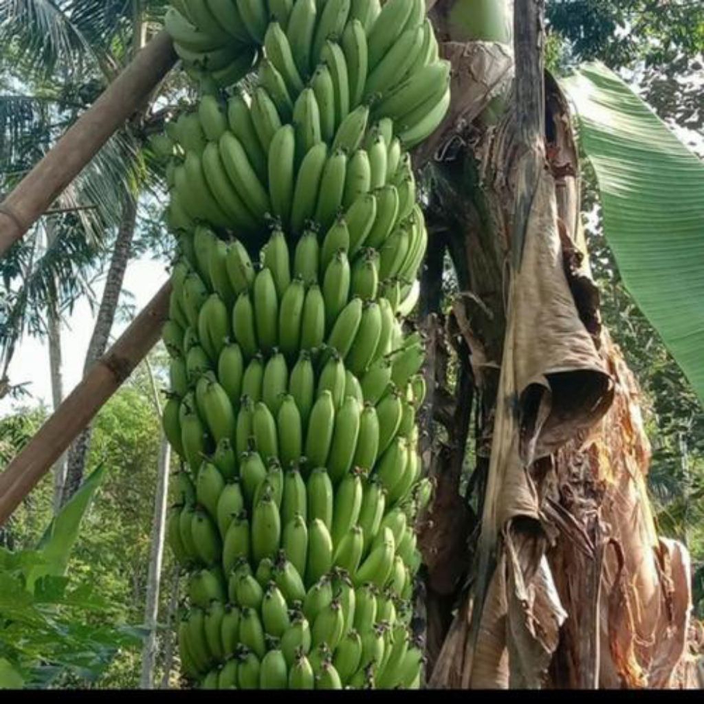 

Promo beli 5 gratis 1 pisang Pia 17 di kenal juga dengan pisang Mulyo variatas pisang unggulan mudah dalam perawatan dan memiliki rasa yang khas tersendiri
