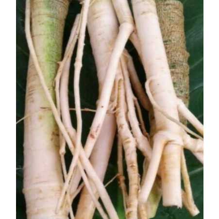 

AKAR PEPAYA/GANDUL SEGAR BESIH 500gr