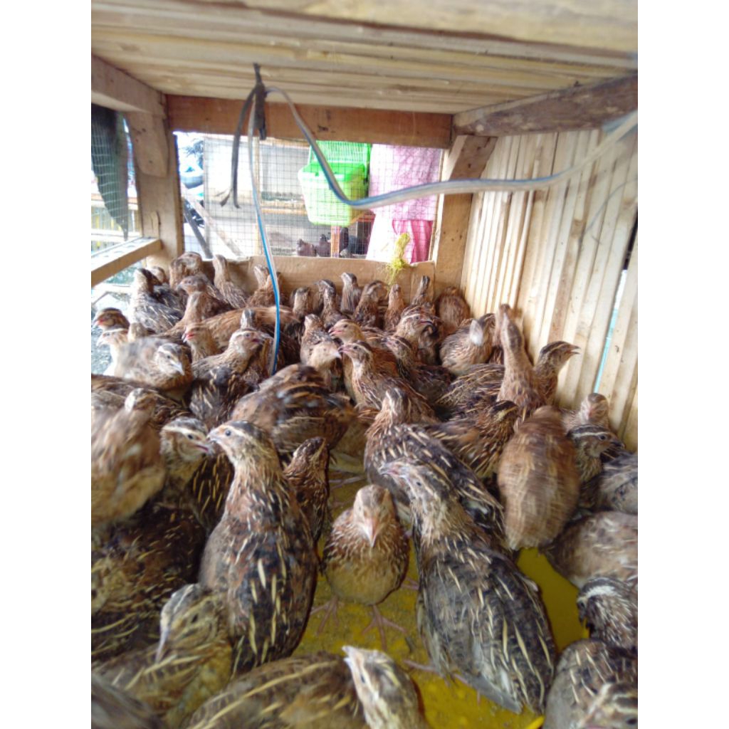 PUYUH PETELUR BETINA BAHAN REMAJA