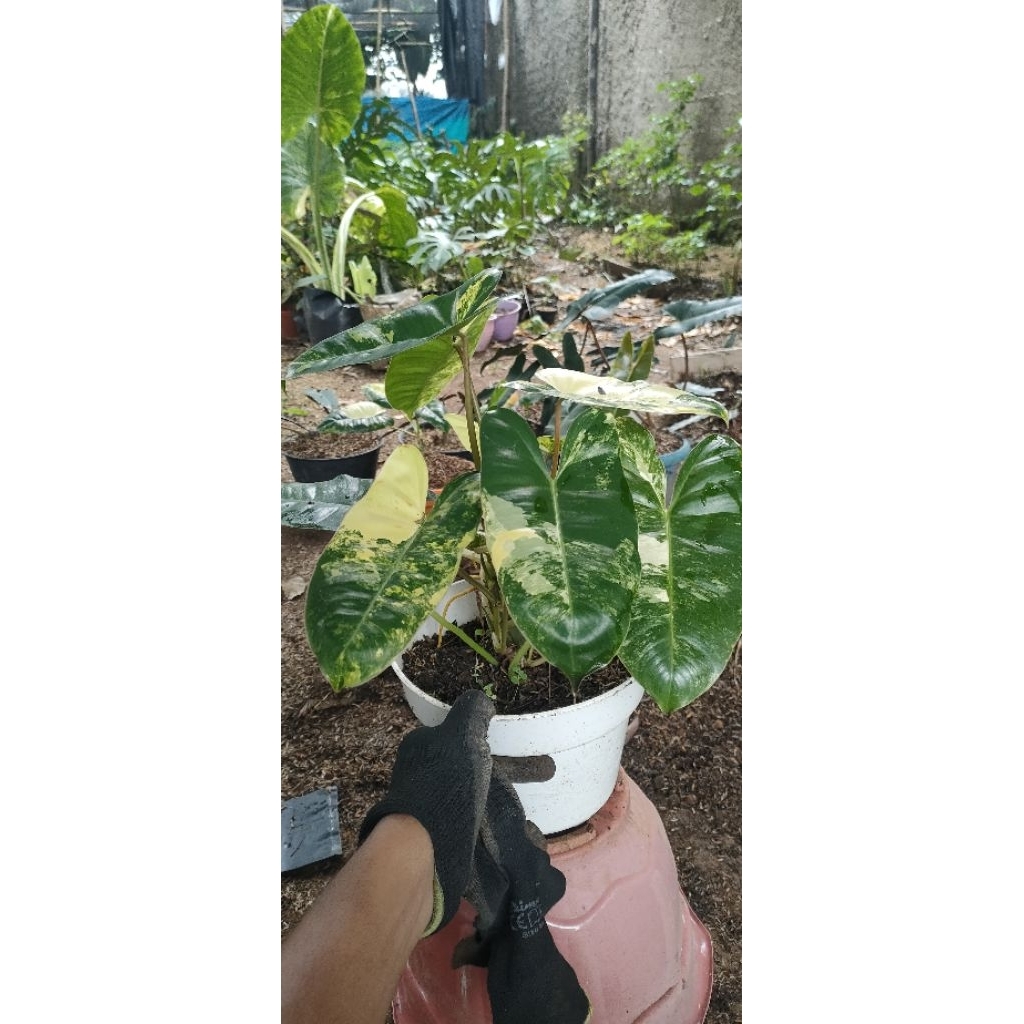 Burlemax Variegata /Brekele