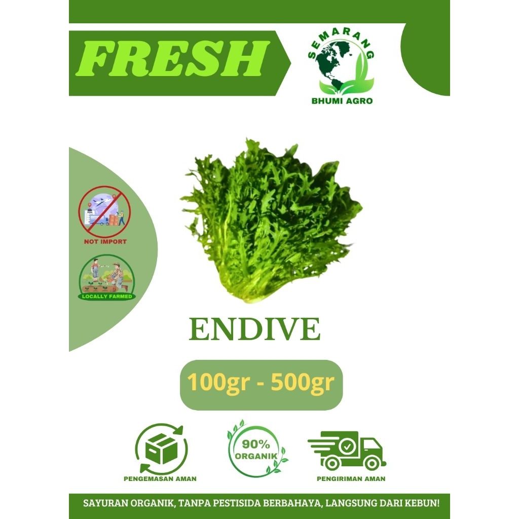 

Sayuran Endive Segar & Organik | BHUMI AGRO