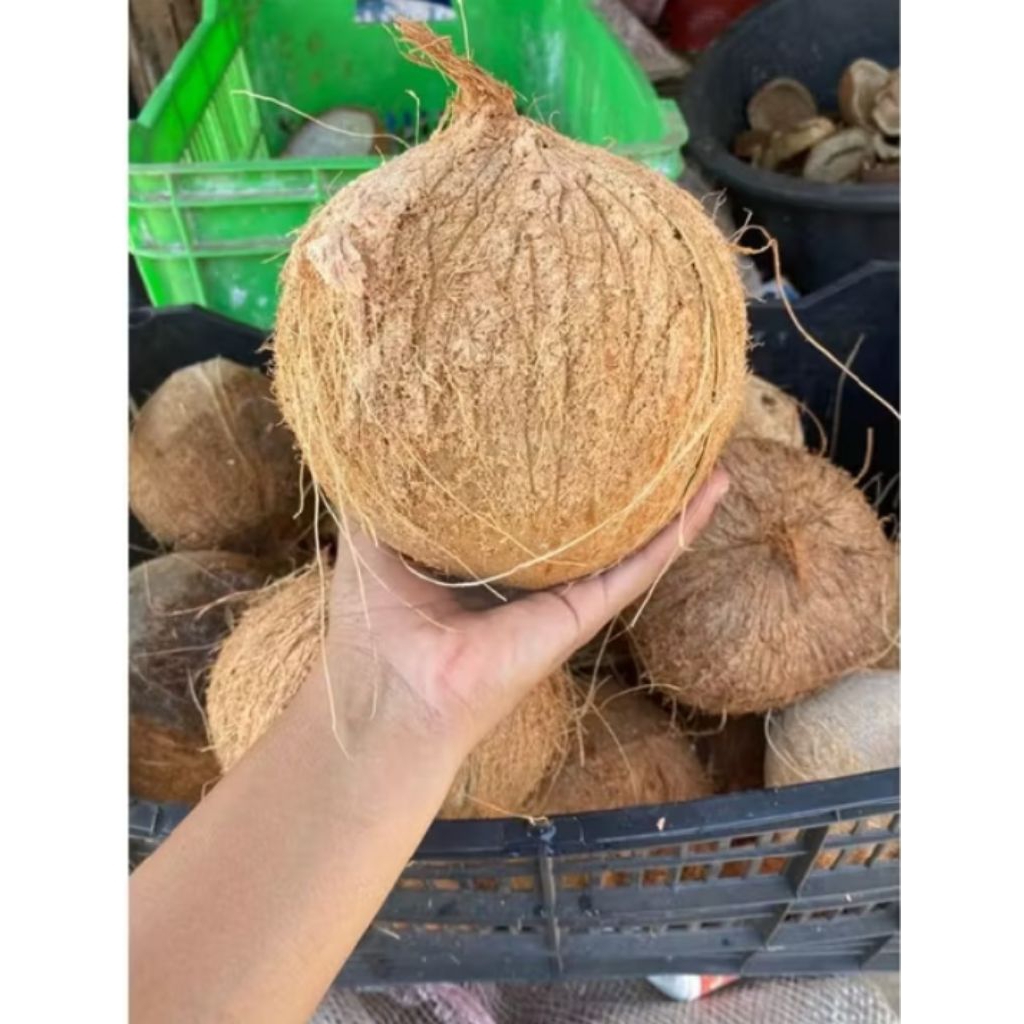 

Terlaris Buah Kelapa Tua | Kelapa Utuh | Kelap Santan | Kelapa Konsumsi