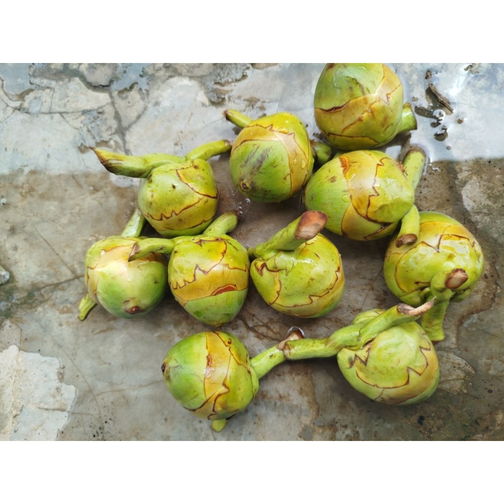 

biruluk / tembuluk / beluluk / kelapa kecil per 5pcs