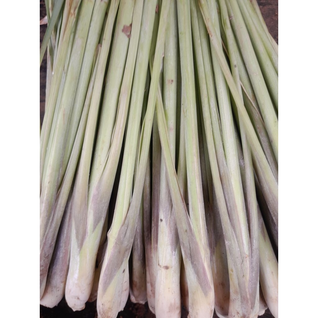

SERAI sayur SERAIjumbo bangkok wangi 1kg