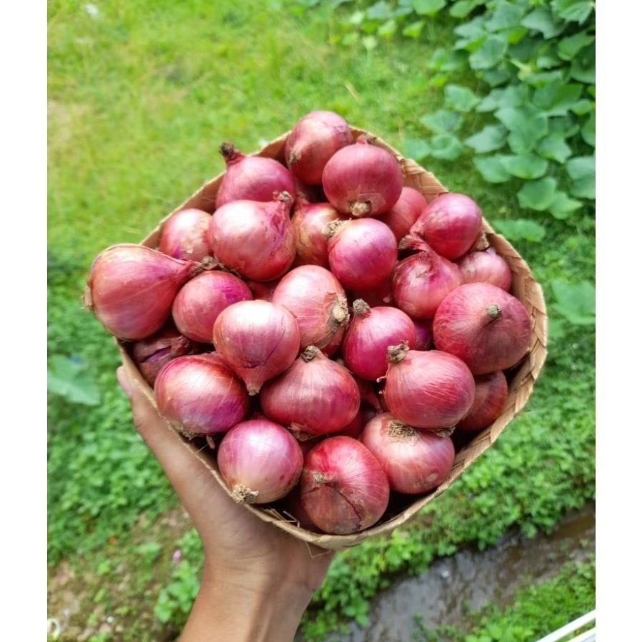 

1000gr Bawang Merah Karet Temanggung Fresh Ukuran Besar