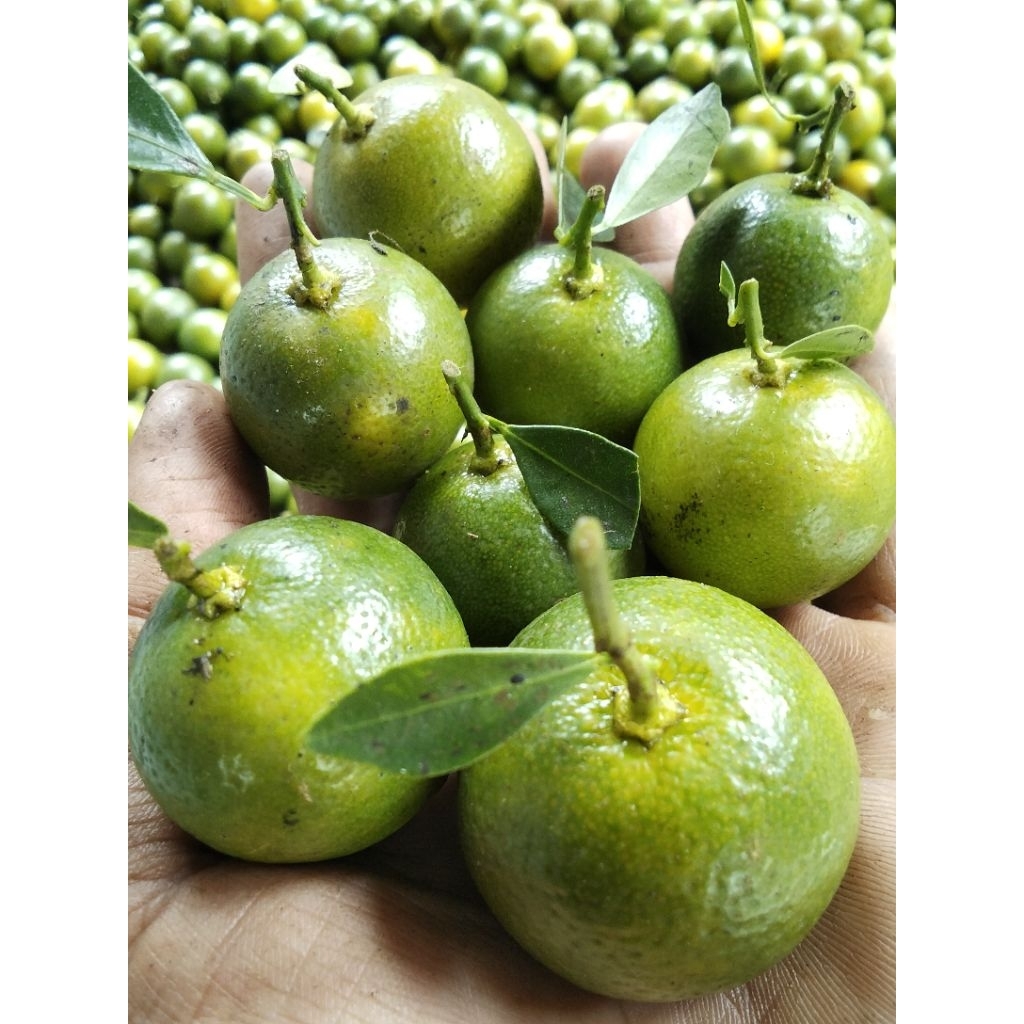 

jeruk SONGKIT/jeruk kasturi/jeruk kunci/lemon cui
