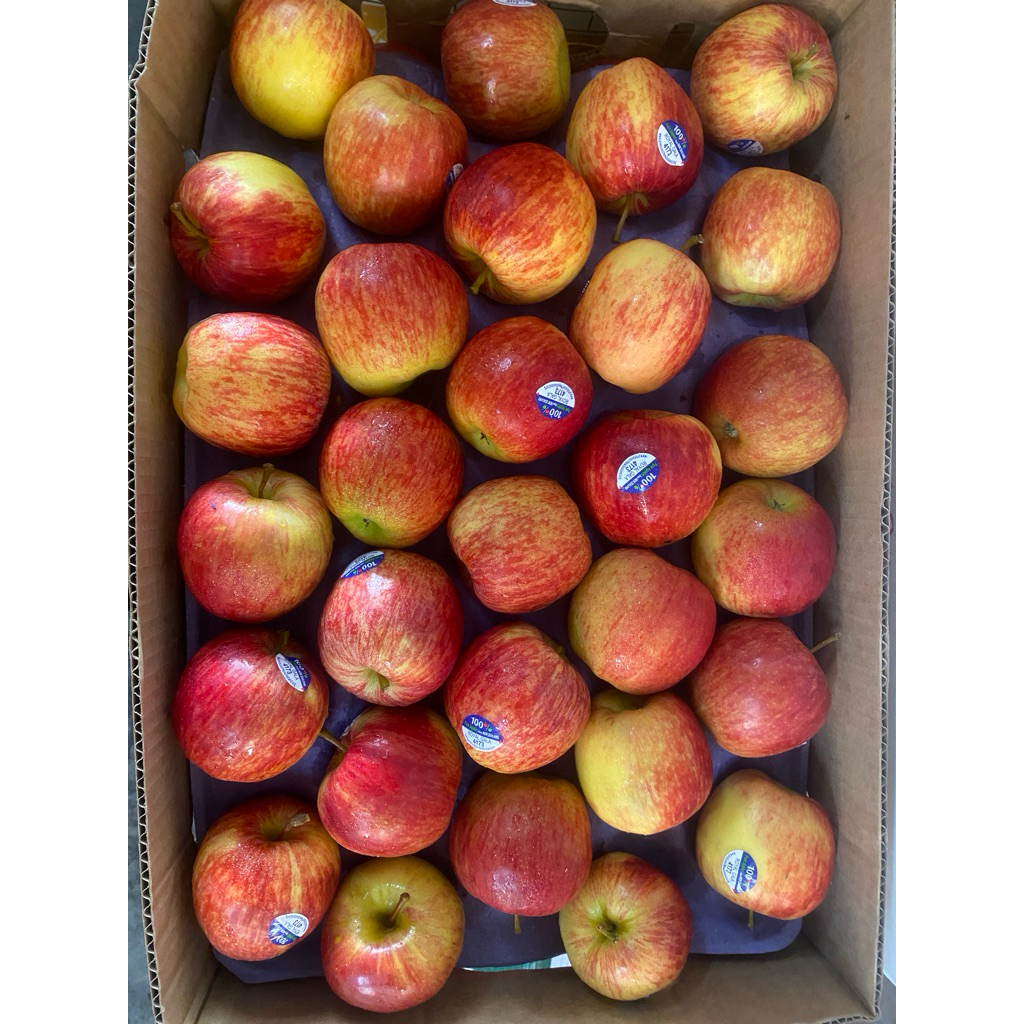 

buah apel royal gala fresh Import new zealand 1 dus