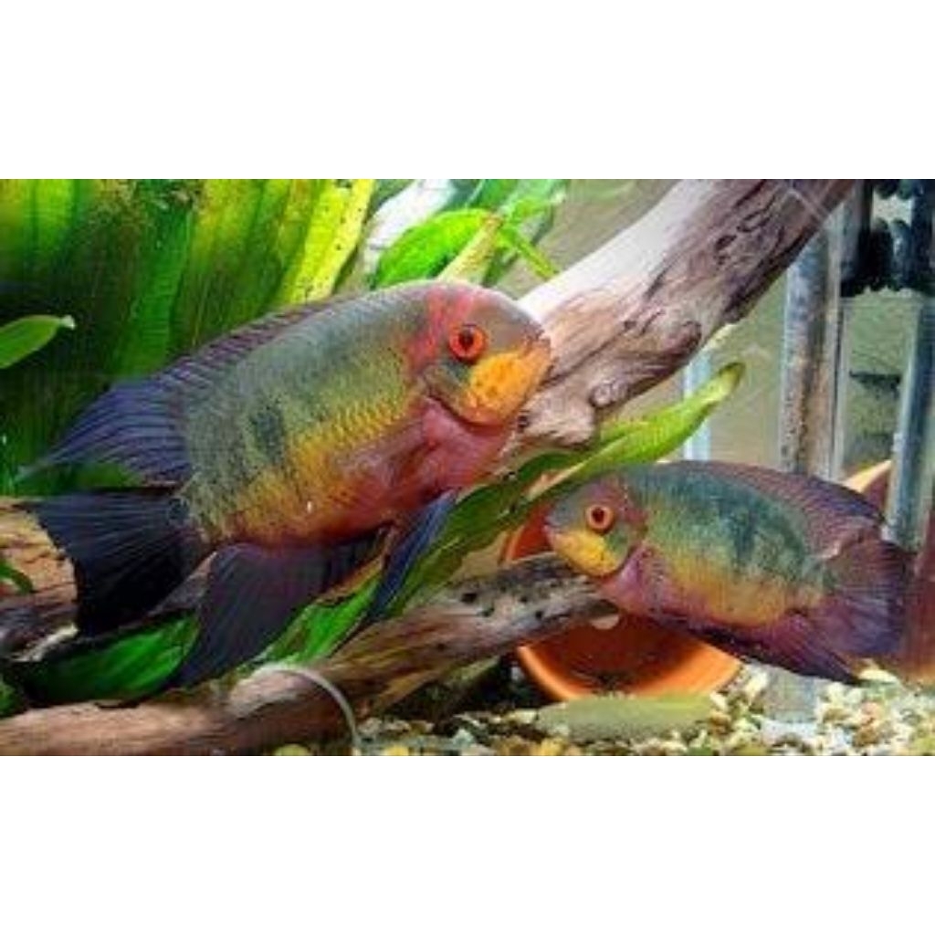 Hypselecara temporalis 7cm