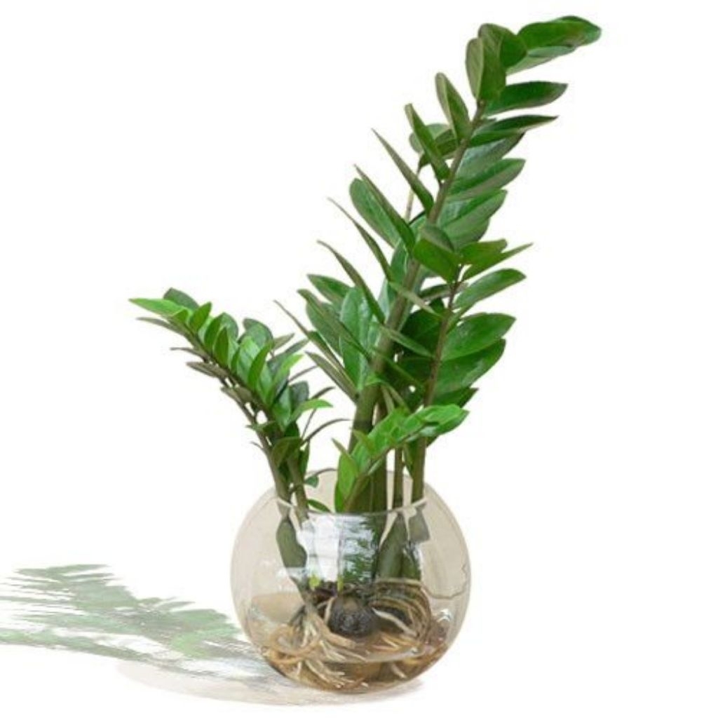 Tanaman Air Dolar Zamia (Dolar Zz Plant) tanaman aquacape sudah berakar